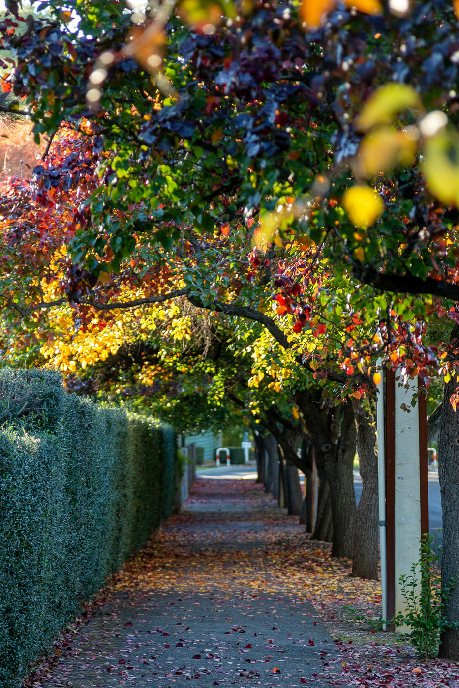 Home Buyers Agents The Savvy Bidders