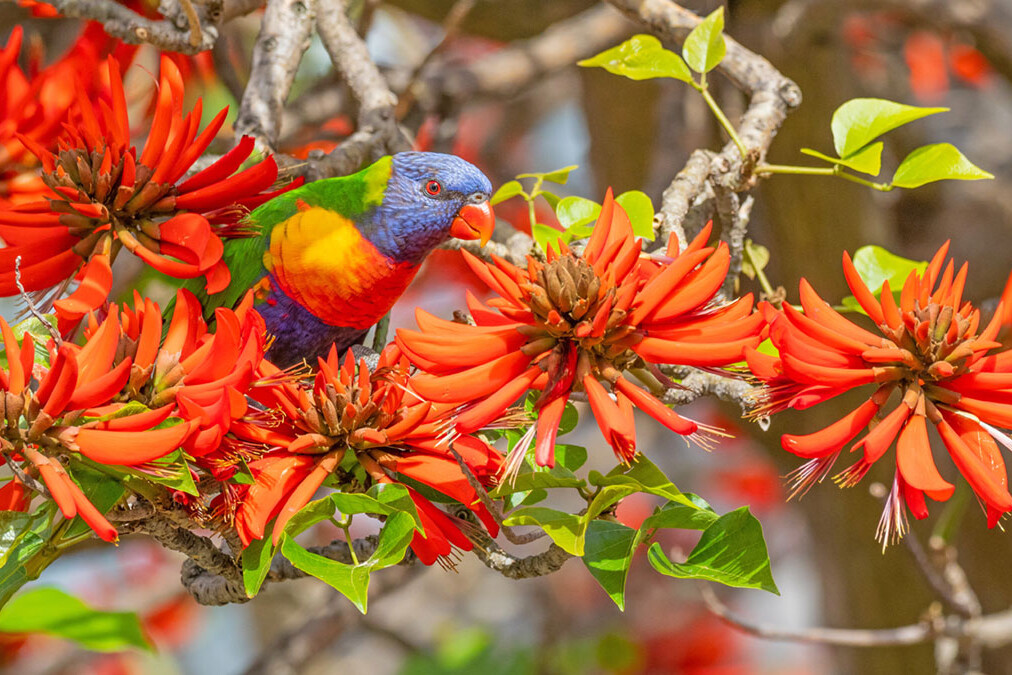 Brisbane Property Buyers Agents