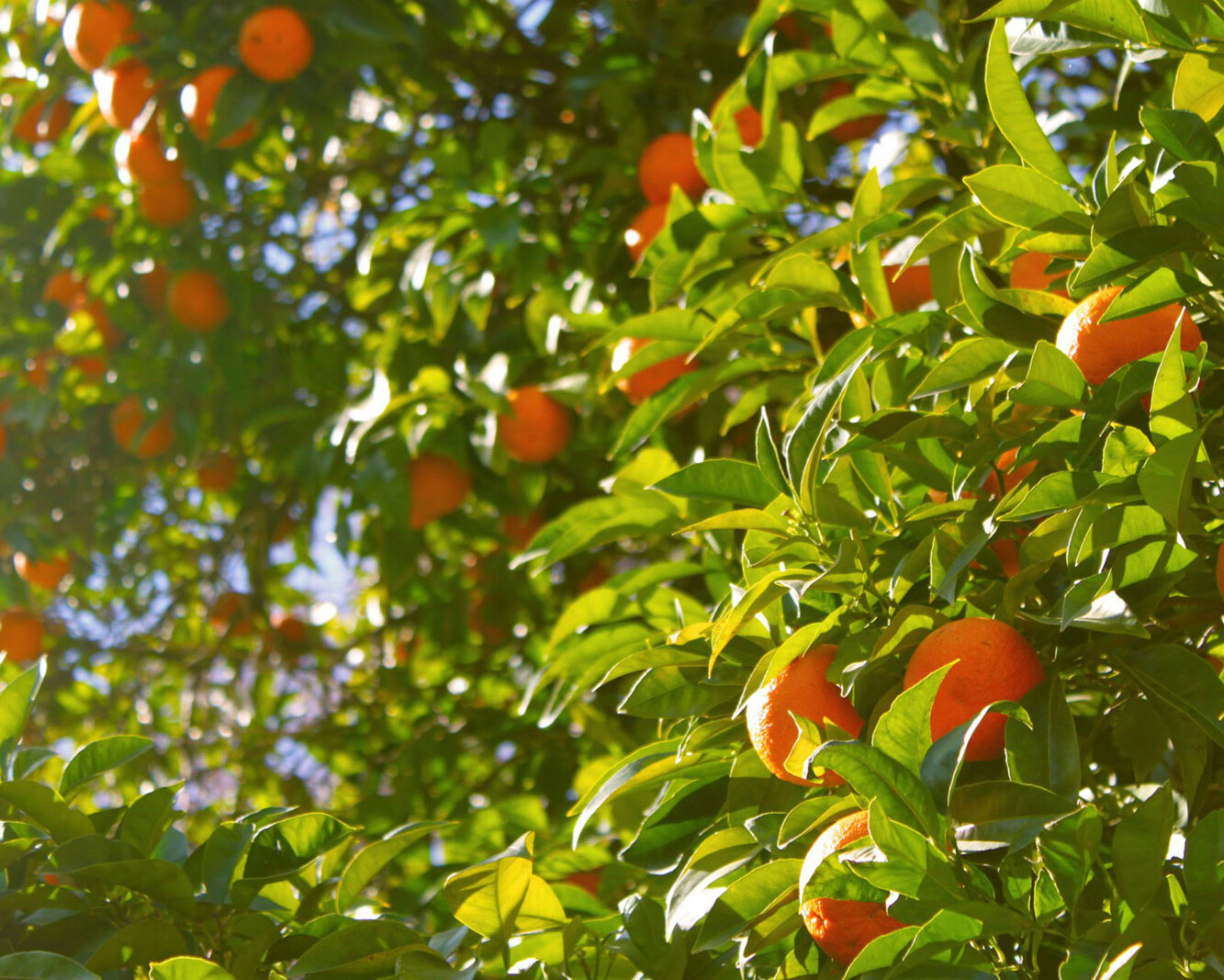 Country NSW Property Buyers Agents The Savvy Bidders