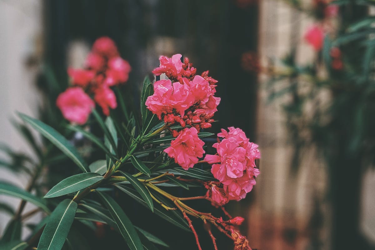 Local Property Buyers Agents The Savvy Bidders