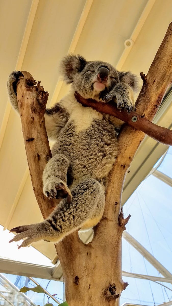 Western Sydney Property Buyers Agents The Savvy Bidders